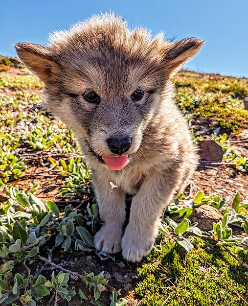 Die Husky-Welpen in Tasiluk haben es der Gruppe besonders angetan.