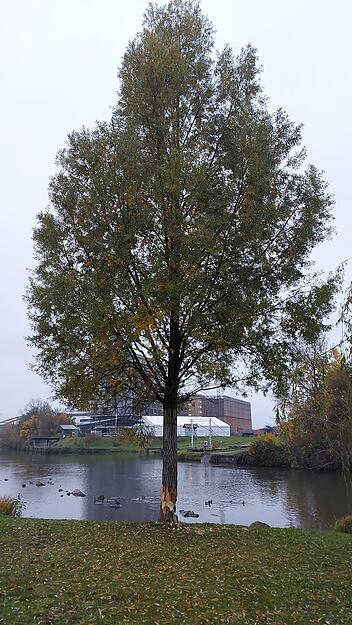 Dieser Baum auf dem ehemaligen Buga-Gelände steht noch, ist aber bereits angenagt.