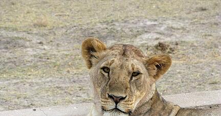 Eine Löwin im Amboseli-Nationalpark in Kenia. Eine Löwin im Amboseli-Nationalpark in Kenia.