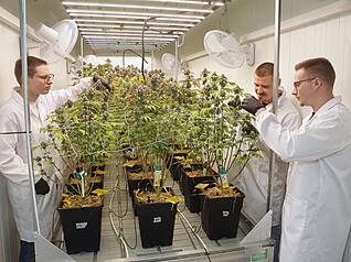 Die Qualität passt: Vincent Stohs (links), Valentin Schopf (hinten) und Tristan Stohs vom Langenbrettacher Cannabis Social Club Lollipot prüfen die Cannabis-Pflanzen.
