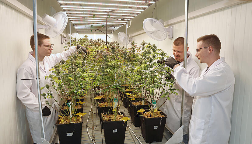 Die Qualität passt: Vincent Stohs (links), Valentin Schopf (hinten) und Tristan Stohs vom Langenbrettacher Cannabis Social Club Lollipot prüfen die Cannabis-Pflanzen.