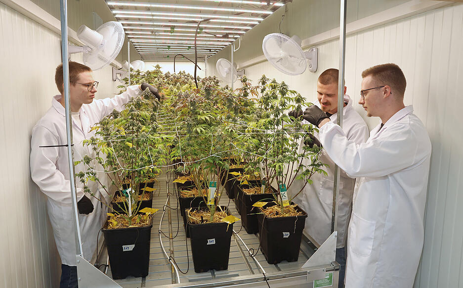 Die Qualität passt: Vincent Stohs (links), Valentin Schopf (hinten) und Tristan Stohs vom Langenbrettacher Cannabis Social Club Lollipot prüfen die Cannabis-Pflanzen.