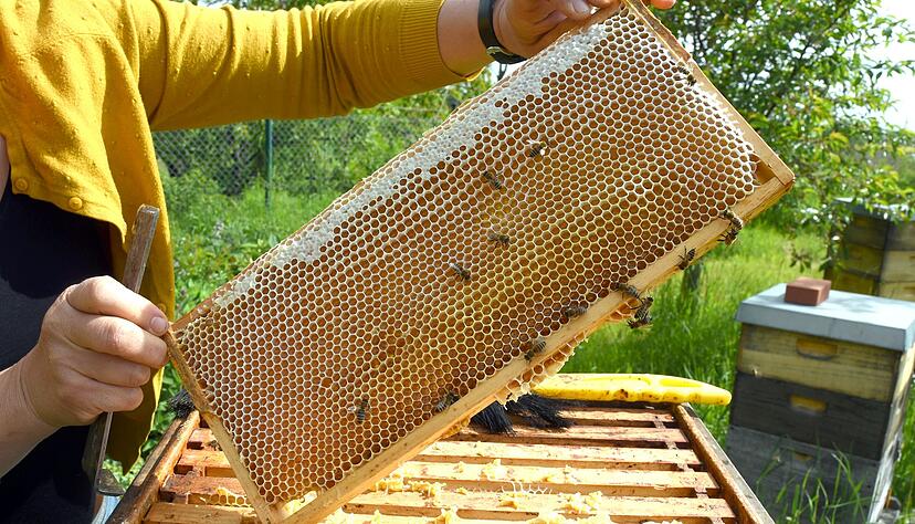 Eine Imkerin bei der Arbeit - in der Wabe dürfte jede Menge Honig sein. (Symbolfoto)