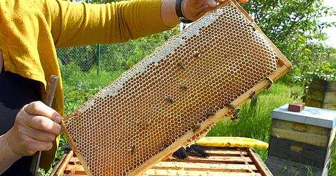 Eine Imkerin bei der Arbeit - in der Wabe dürfte jede Menge Honig sein. (Symbolfoto) Eine Imkerin bei der Arbeit - in der Wabe dürfte jede Menge Honig sein. (Symbolfoto)