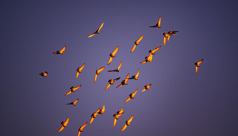 In der D&auml;mmerung stimmen viele Vogelarten zum Morgenkonzert ein. (Archivbild)