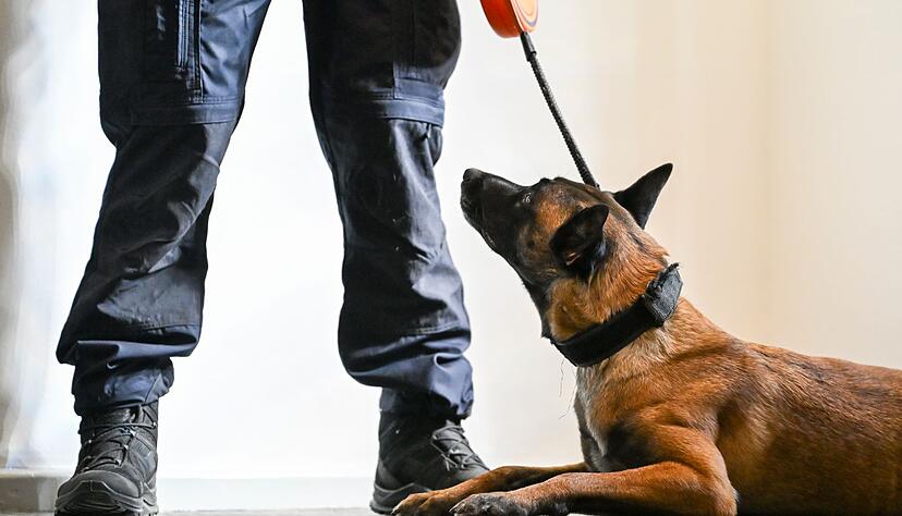 Nicht immer ist es leicht zu erkennen, wenn Tiere leiden. (Symbolbild)