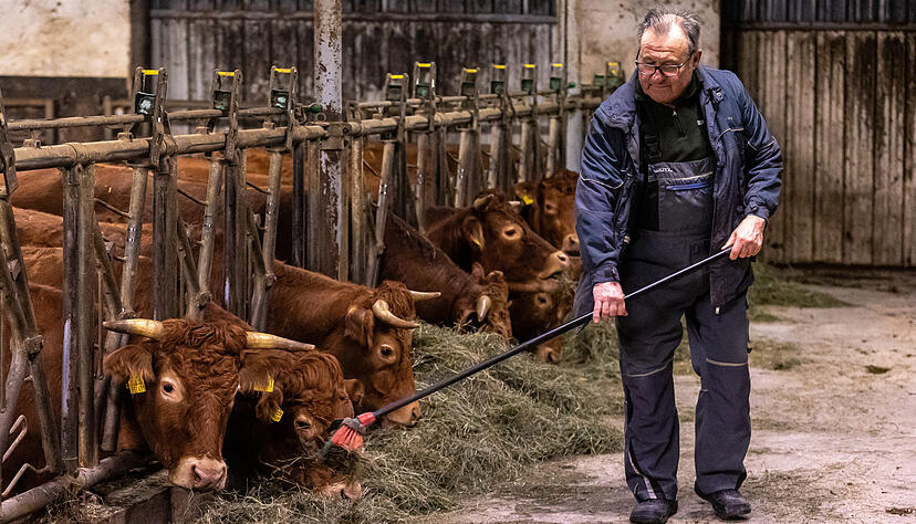 Günter Volz schiebt seinen Kühen Futter hin. Er kennt die Tiere von klein auf.