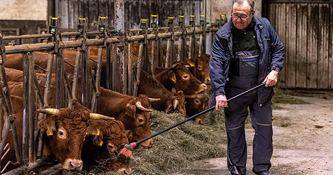 Günter Volz schiebt seinen Kühen Futter hin. Er kennt die Tiere von klein auf. Günter Volz schiebt seinen Kühen Futter hin. Er kennt die Tiere von klein auf.