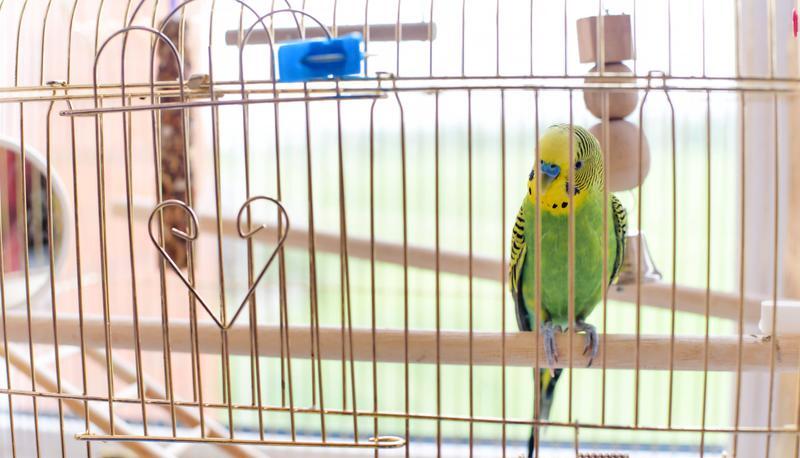 Wenig Platz, kein Artgenosse: So sollten Ziervögel nicht gehalten werden. Die Tiere müssen sich ausreichend bewegen können. Fotos: cynoclub, Lusyaya/Fotolia Wenig Platz, kein Artgenosse: So sollten Ziervögel nicht gehalten werden. Die Tiere müssen sich ausreichend bewegen können. Fotos: cynoclub, Lusyaya/Fotolia