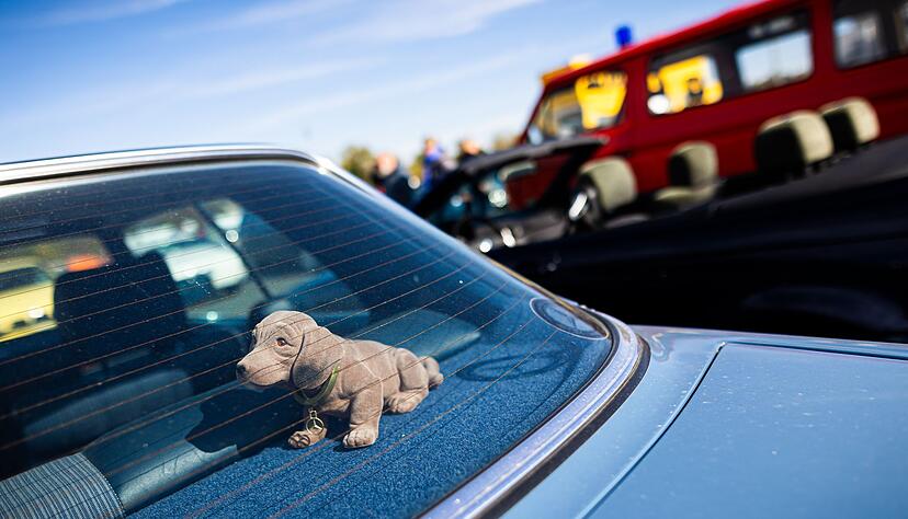 Seltenes Tier oder aussterbende Art? Der Wackeldackel versieht laut einer Umfrage in rund zwei Prozent der Autos in Deutschland seinen treuen Dienst.