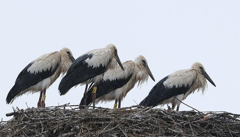 Schauer im Norden und Sonne im S&uuml;den zeigt die Wettervorhersage f&uuml;r Sonntag.