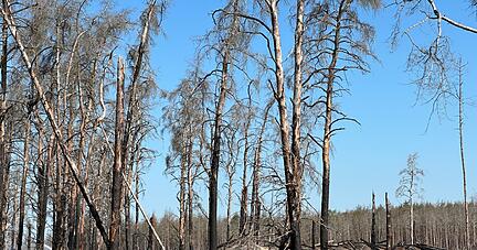 Zahlreiche verbrannte Bäume im Waldbrandgebiet bei Lübtheen.