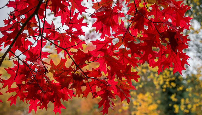 Der Ahorn ist vor allem im Herbst einer der sch&ouml;nsten B&auml;ume: Seine Bl&auml;tter sind dann feuerrot. (Archivbild)