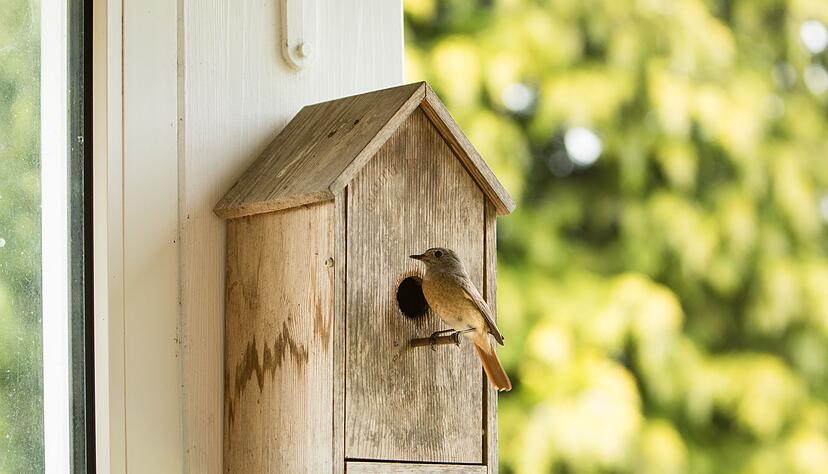 Der Nistkasten sollte 1,5 bis 3 Meter hoch h&auml;ngen, mit dem Einflugloch nach Osten oder S&uuml;dosten.