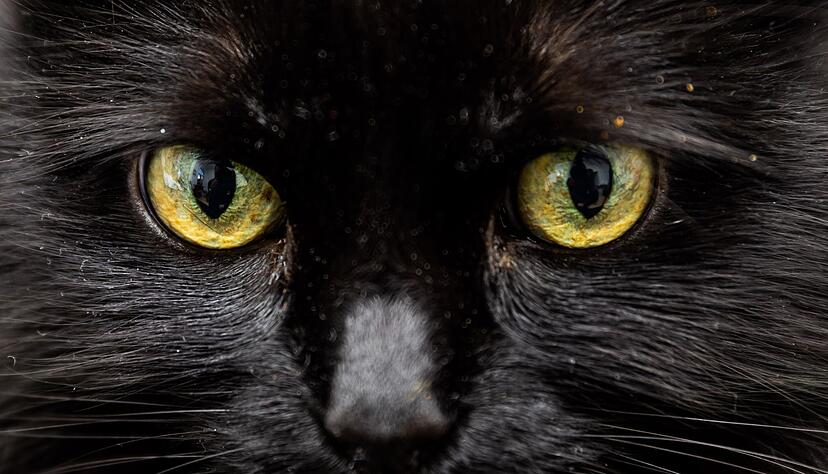 Einer Katze in Florida stand nach dem Verzehr von 26 Haargummis die Einschläferung bevor. (Symbolbild) Einer Katze in Florida stand nach dem Verzehr von 26 Haargummis die Einschläferung bevor. (Symbolbild)