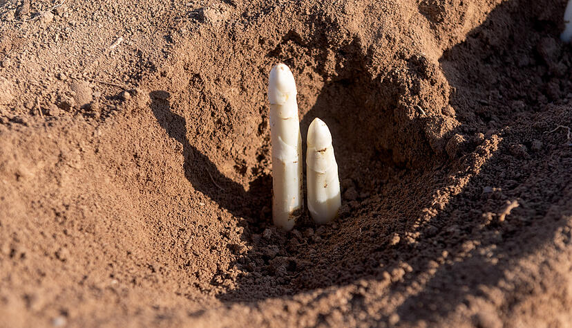 Der erste Spargel w&auml;chst, und zwar auf dem Schechter-Hof in Bockschaft und bei Landwirt Reiner Keller in Ittlingen
