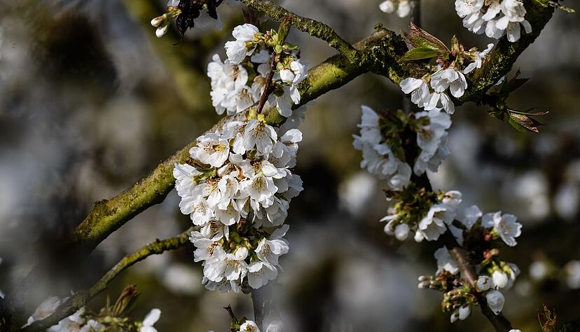 Weiße Pracht: Im nordhessischen Witzenhäuser Land blühen Tausende Kirschbäume und ziehen so viele Besucher an. Weiße Pracht: Im nordhessischen Witzenhäuser Land blühen Tausende Kirschbäume und ziehen so viele Besucher an.