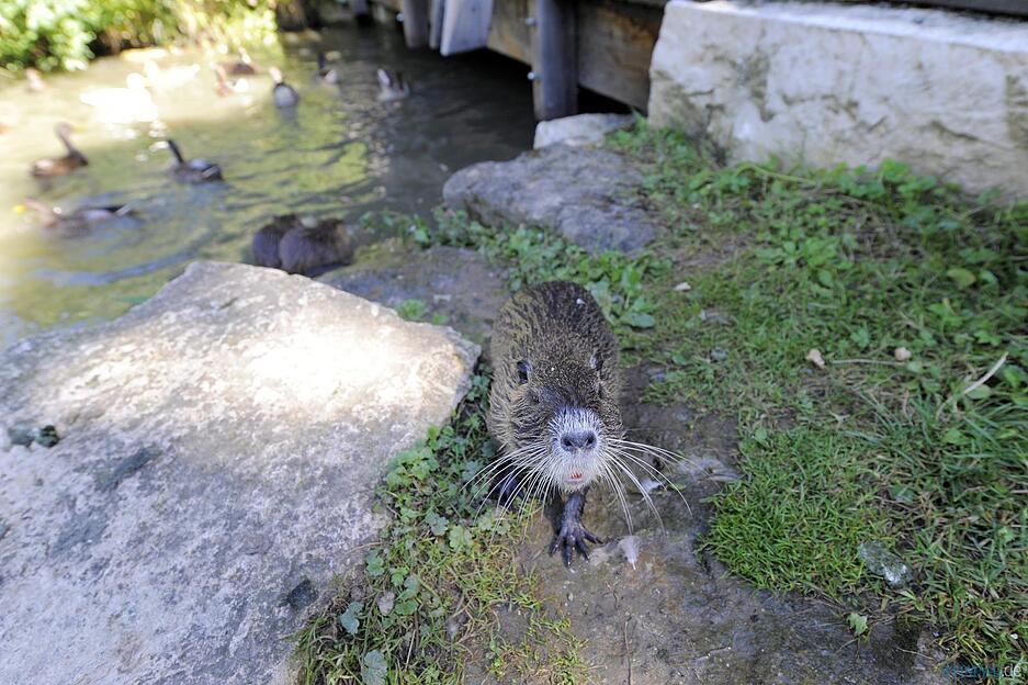 Nutria-Familie im Heilbronner Wertwiesenpark Nutria-Familie im Heilbronner Wertwiesenpark