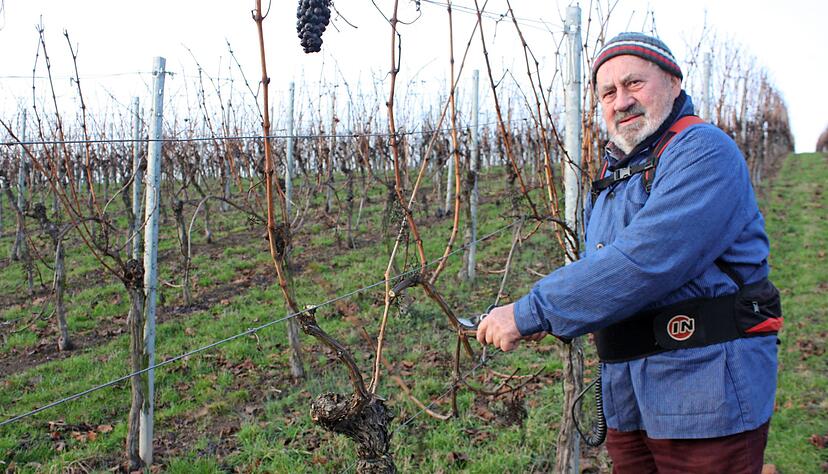 Auch mit seinen 80 Jahren steht Rudolf Kühner noch gerne im Weinberg. Beim Schneiden kann er zum Beispiel über frühere Jahrgänge sinnieren.
Foto: Karin Freudenberger