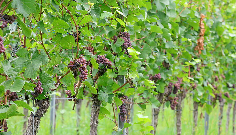 Wie der Sauvignon Gris (unten links) sind fast alle Sorten reif für die Lese.