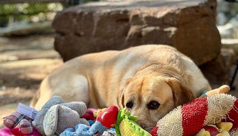 Manche Hunde können aus Gesprächen von Menschen mehr lernen als bisher vermutet. Manche Hunde können aus Gesprächen von Menschen mehr lernen als bisher vermutet.