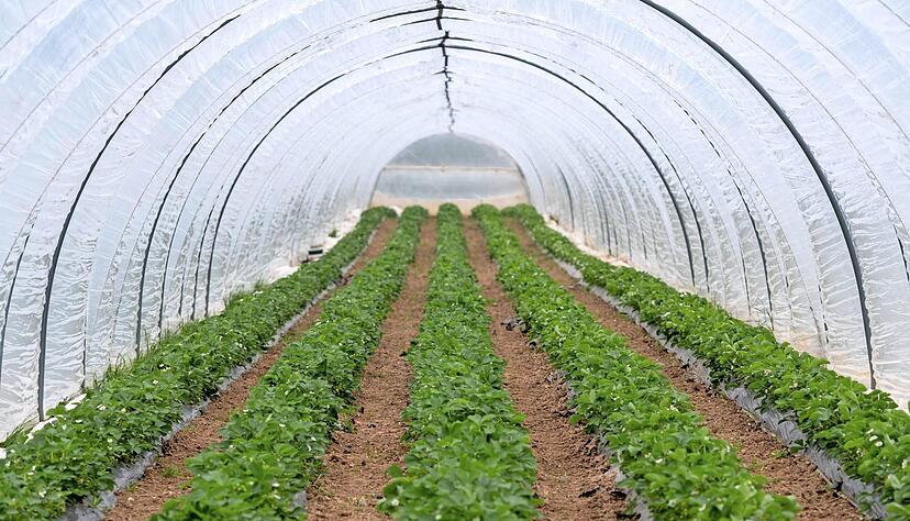 Auf die Wärme kommt es an: Unter dem Folientunnel bei Früchte-Frank werden die Erdbeeren einige Tage früher erntereif.