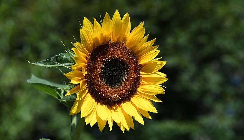 M&auml;rz oder April? Auch wer sp&auml;ter s&auml;t, kann sich im Sommer &uuml;ber pr&auml;chtige Bl&uuml;ten freuen.