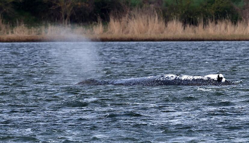 Der Buckelwal liegt weiter in einer Mulde im Flachwasser vor der Insel Poel.