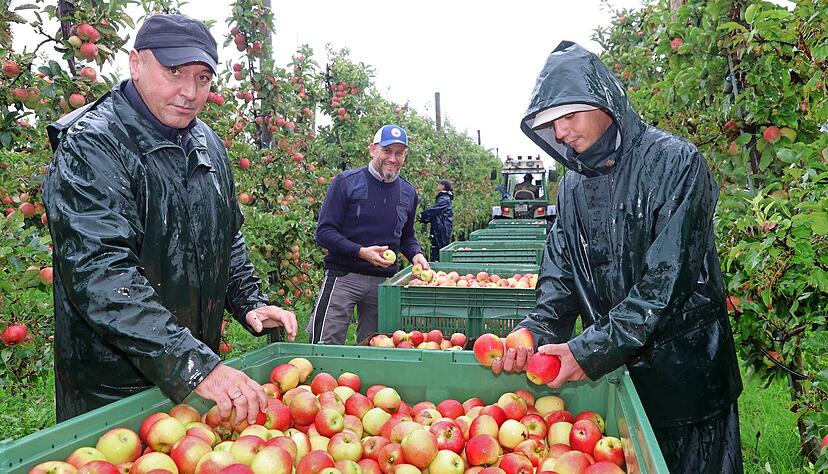 Auch bei Regenwetter ist die Ernte im Weingut Gruber in Obersulm-Eschenau in vollem Gange. Die Anhänger des Apfel-Zuges werden fleißig beladen, unter anderem von Markus Gruber (hinten).