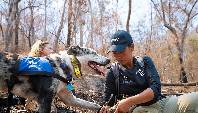 Auch Hunde brauchen bei der Arbeit Schutzkleidung: Bear arbeitete oft mit Hundestiefeln, um seine Pfoten zu sch&uuml;tzen. (Archivbild)