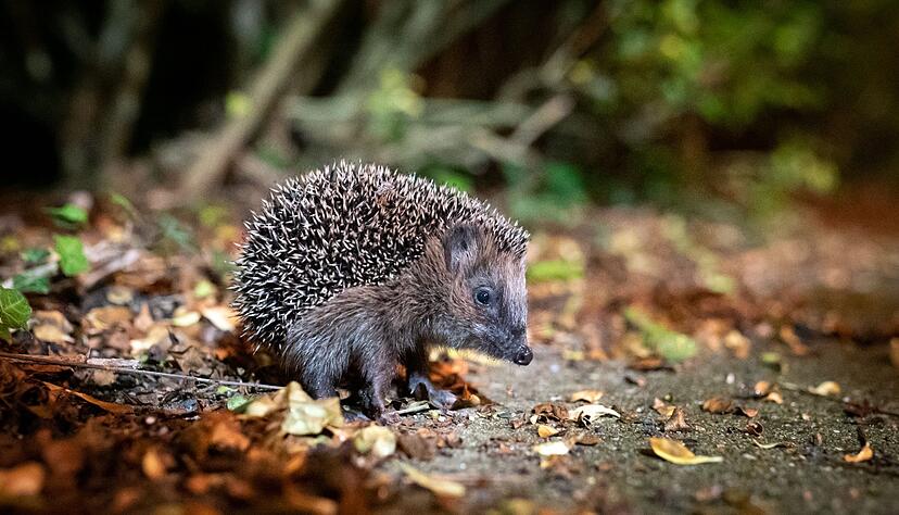 Wenn es mit den Temperaturen noch mehrmals stark auf und ab geht, kann das f&uuml;r Winterschl&auml;fer lebensbedrohlich werden. (Symbolbild)