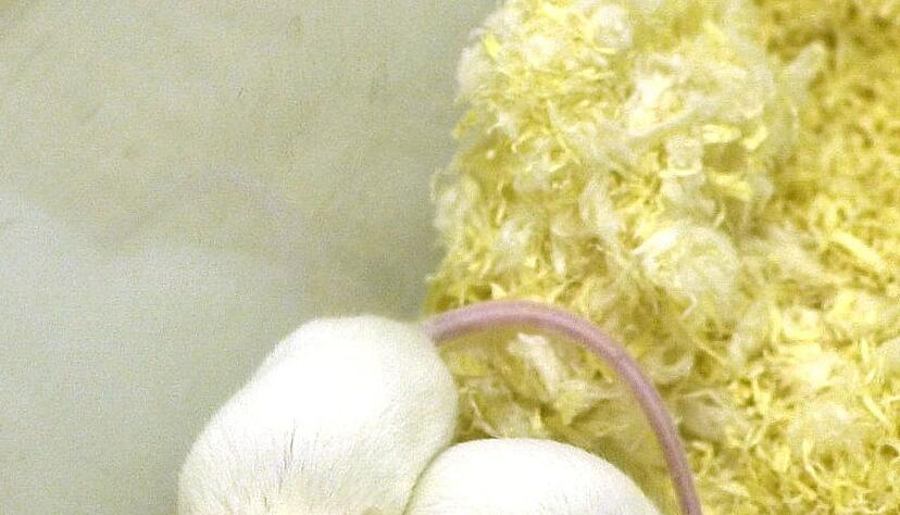 Die Forschenden vermuten, dass die Hilfsbereitschaft der M&auml;use ein angeborenes Verhalten ist. (Symbolbild)