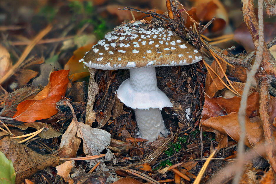 Der Pantherpilz sieht aus wie ein Fliegenpilz ohne rote Farbe, daf&uuml;r mit einem hellbraunen Hut. Er kann schnell mit dem essbaren Perlpilz und dem Grauen Wulstling verwechselt werden. Wichtiger Unterschied sind die strahlend wei&szlig;en H&uuml;llreste auf der Huthaut, die bei den ungiftigen Pilzen niemals wei&szlig; sind. Er enth&auml;lt die gleichen Gifte wie der Fliegenpilz, aber in h&ouml;herer Dosierung.
