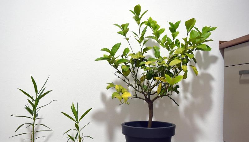 Zitronenb&auml;ume, die im Haus &uuml;berwintern, brauchen Ruhe.