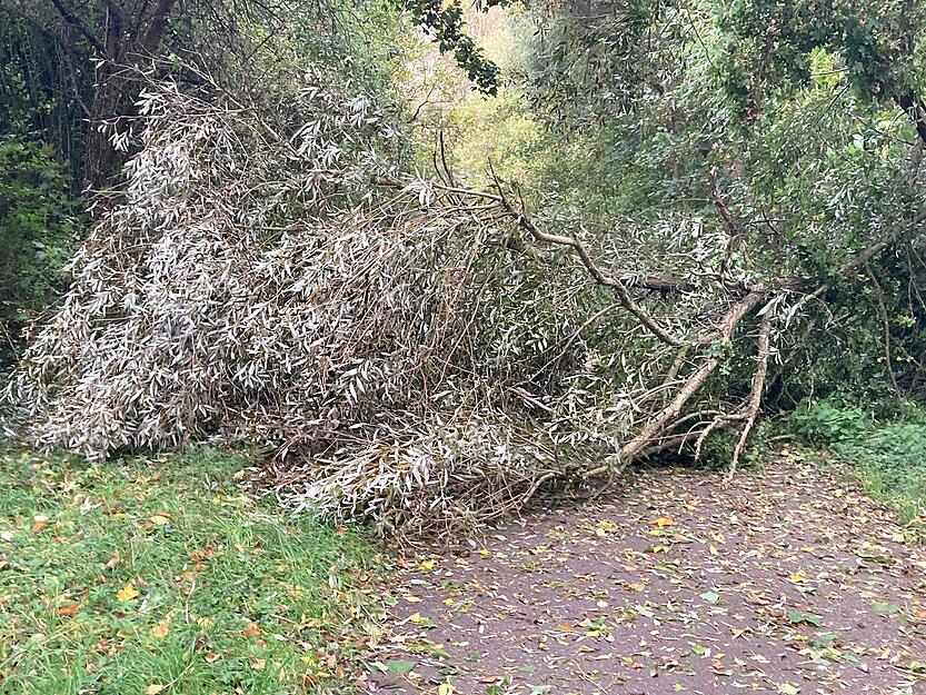 Ex-Hurrikan "Kirk" wütete auch auf dem Neckartalradweg bei Kirchheim. Hier blockierte ein umgestürzter Baum den Weg. Ex-Hurrikan "Kirk" wütete auch auf dem Neckartalradweg bei Kirchheim. Hier blockierte ein umgestürzter Baum den Weg.