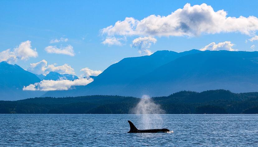 Ein Orca taucht auf: Schwertwale sind für die Homalco First Nation heilige Tiere. Ein Orca taucht auf: Schwertwale sind für die Homalco First Nation heilige Tiere.