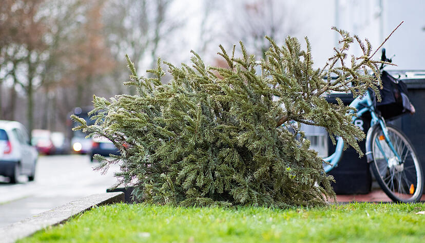 Ein alter Weihnachtsbaum liegt in einem Vorgarten an einem Straßenrand. In wenigen Tagen werden die Bäume im Hohenlohekreis eingesammelt. Ein alter Weihnachtsbaum liegt in einem Vorgarten an einem Straßenrand. In wenigen Tagen werden die Bäume im Hohenlohekreis eingesammelt.