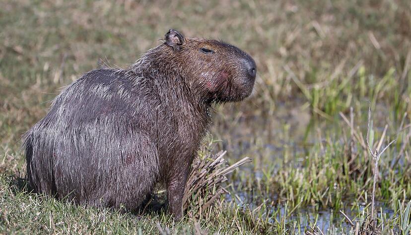 Capybara und andere Wildtiere wurden bei der Operation beschlagnahmt. (Archivbild)