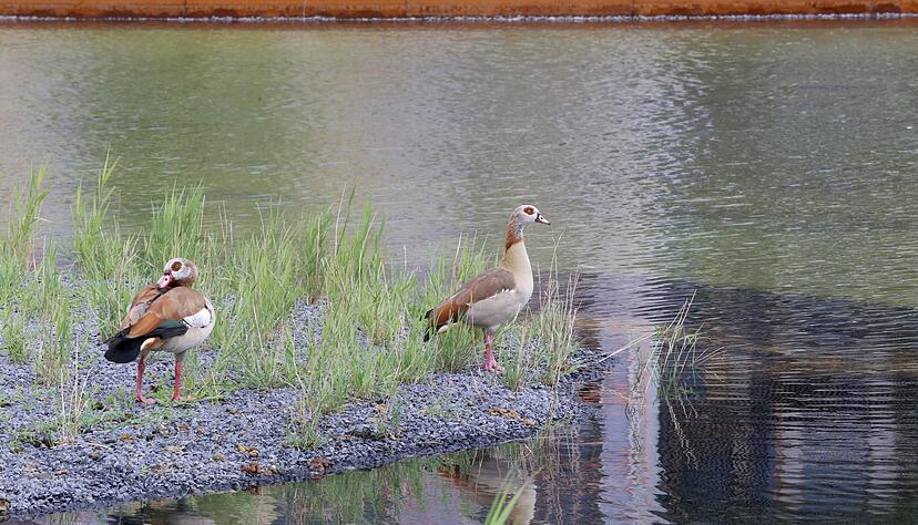 Nilgänse im Sommer 2018 auf dem Buga-Areal. Foto: Seidel Nilgänse im Sommer 2018 auf dem Buga-Areal. Foto: Seidel
