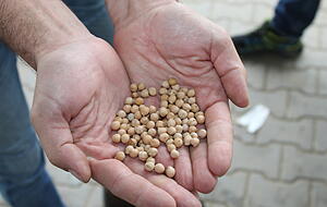 Kichererbsen werden immer populärer. Foto: Kühl Kichererbsen werden immer populärer. Foto: Kühl