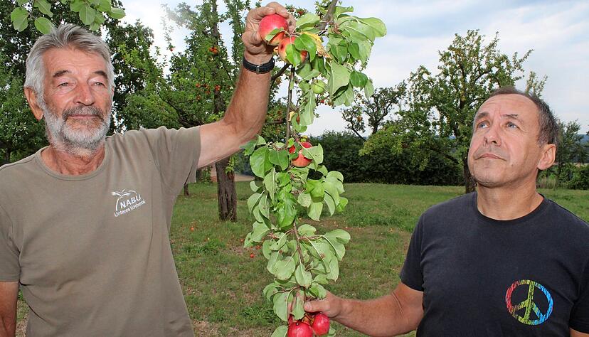 Walter Koch (links) und Jürgen Straub vom Nabu Unteres Kochertal betrachten einen Zweig voller Äpfel.
