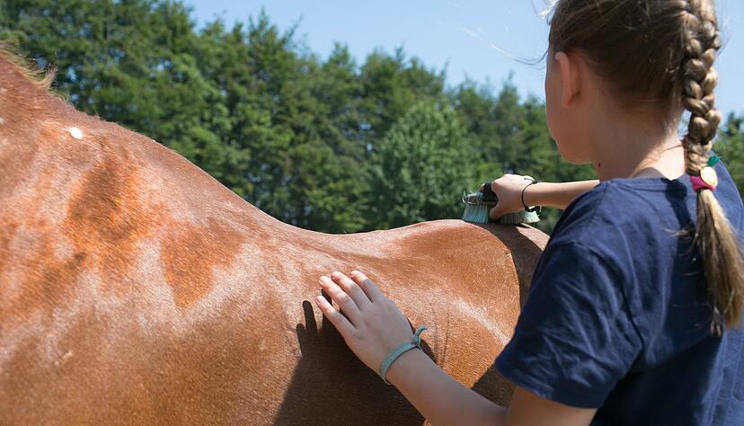 Regelmäßige Pflege: Eine Reitbeteiligung hat auch Vorteile für das Pferd. Regelmäßige Pflege: Eine Reitbeteiligung hat auch Vorteile für das Pferd.