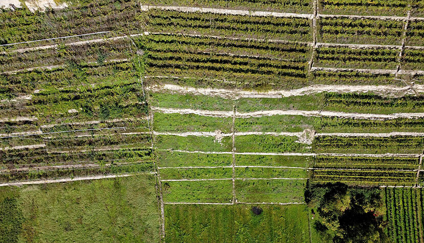 Brachliegende Weinberge, hier bei Lauffen, sind ein immer häufiger werdendes Bild. Brachliegende Weinberge, hier bei Lauffen, sind ein immer häufiger werdendes Bild.