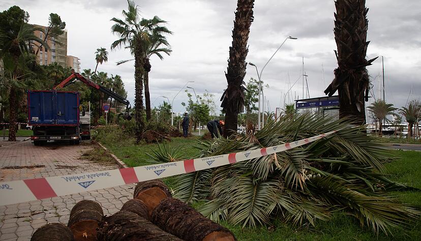 Umgestürzte Bäume liegen an der Strandpromenade von Palma.
