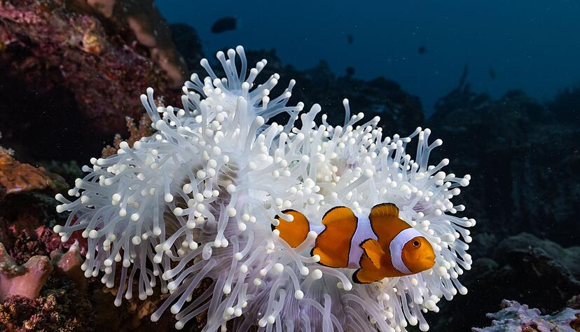 Die aus dem Animationsfilm &laquo;Findet Nemo&raquo; bekannten Echten Clownfische (Amphiprion percula) leben im Schutz von Seeanemonen.