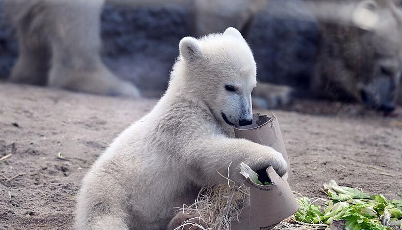 Der kleine Eisb&auml;r beim Spielen.