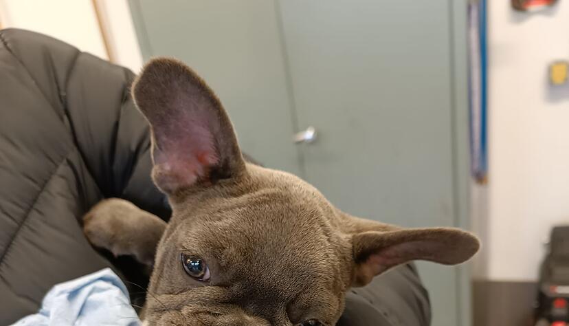 Neben zwei Kleinspitzwelpen waren laut Polizei auch zwei Franz&ouml;sische Bulldoggen in dem Transporter in der Oberpfalz.