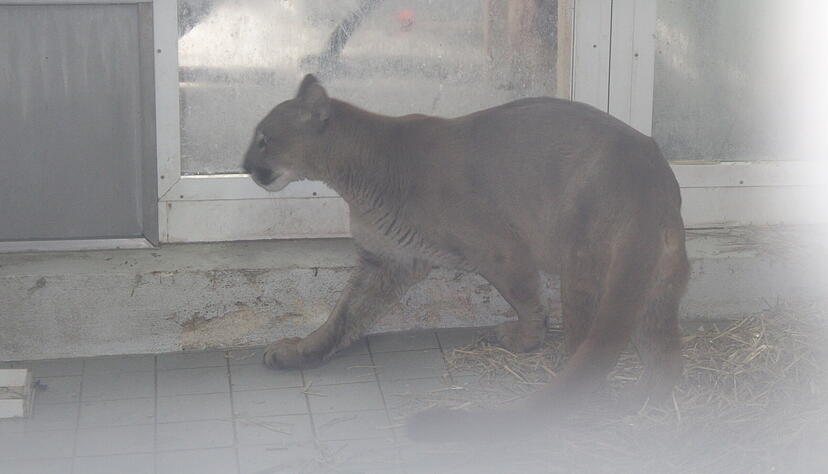 Der sichergestellte Puma. Der sichergestellte Puma.