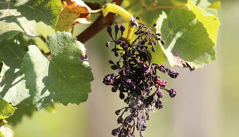 Nicht pilzwiderstandsfähige Rebsorten wie die Scheurebe ist eine Kreuzung aus Riesling und der Bukettraube und wird oft vom Falschen Mehltau befallen, der zu vertrockneten Weintrauben führen kann.