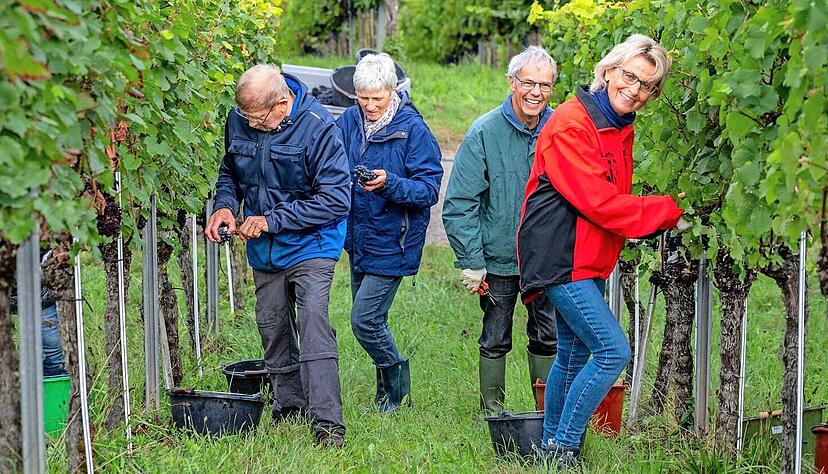 Im Frühtau zu Berge: Lesehelfer brauchen eine gute Kondition und müssen wetterfest sein, so wie zum Beispiel dieses starke Quartett (von links) Jochen Kittkowski, Brigitte Berthold, Harald Schübel und Sigrid Kühner.